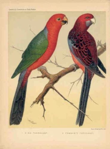 Ring Parrakeet - Platycercus scapulatus - розелла